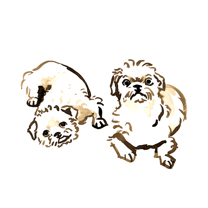 Pet Portrait
