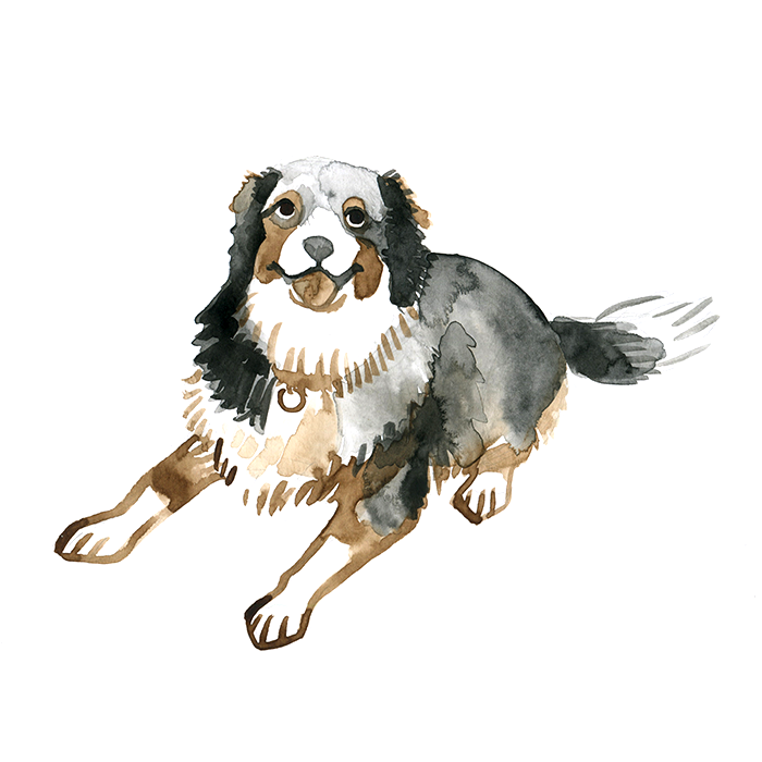 Pet Portrait