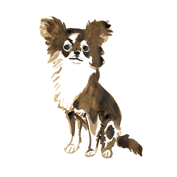 Pet Portrait