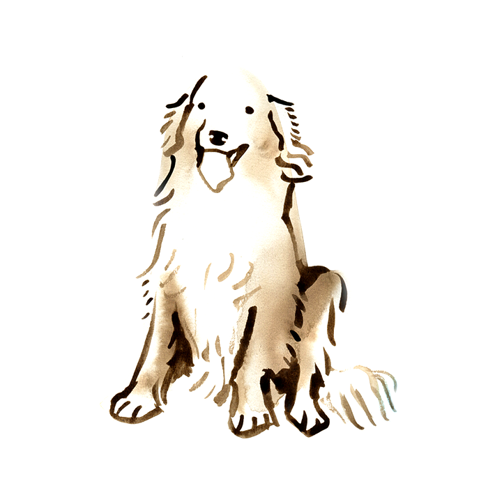 Pet Portrait