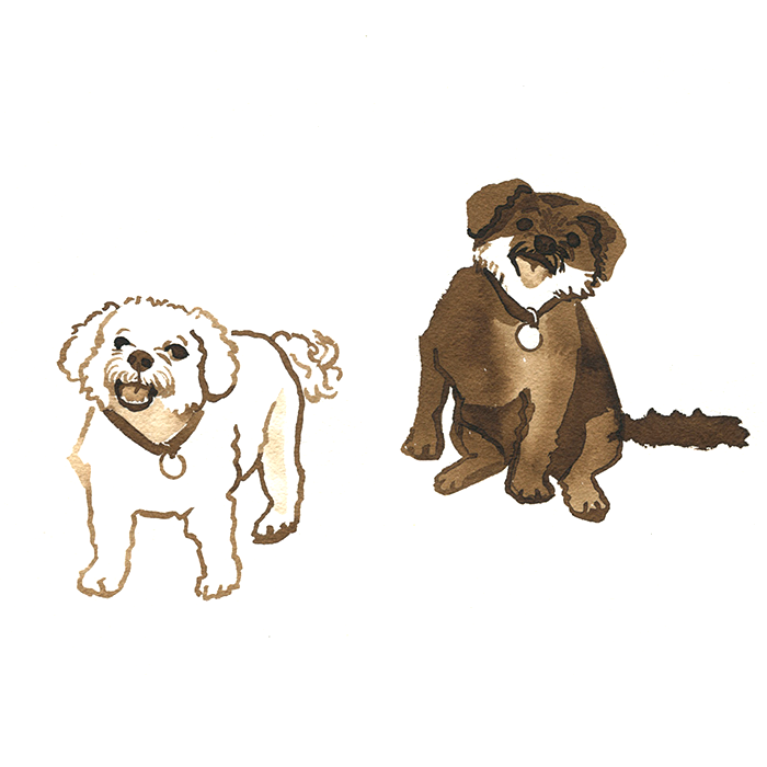 Pet Portrait