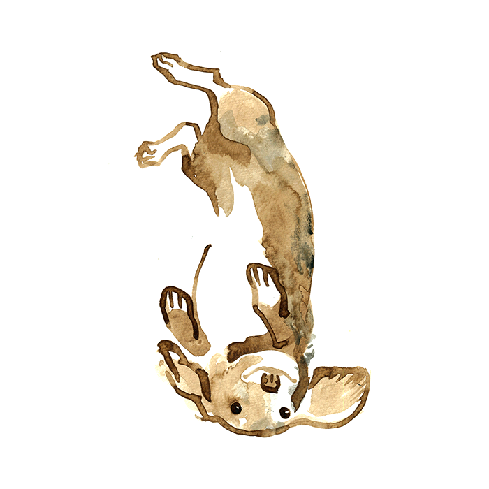 Pet Portrait